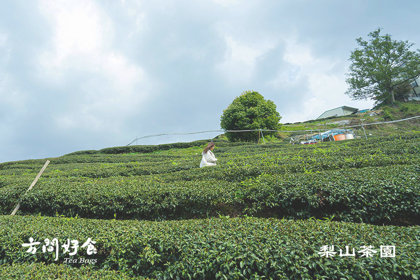 方間好食 梨山茶園