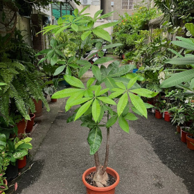 馬拉巴栗（發財樹）