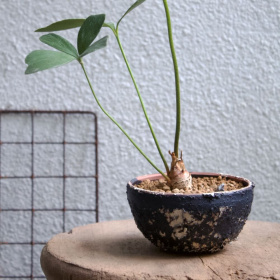 幸運鐵樹（闊葉鐵樹）