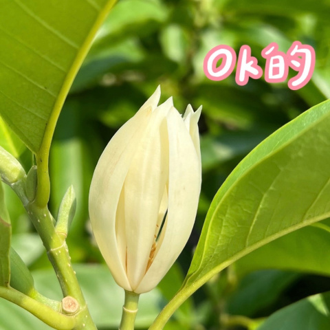 新竹老樹玉蘭花