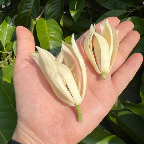 新竹老樹玉蘭花