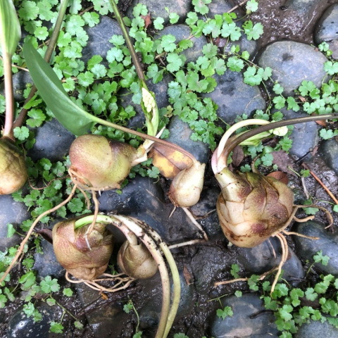 油點百合球根種子