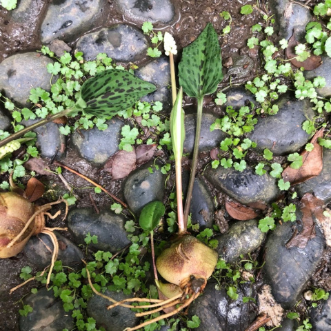 油點百合球根種子