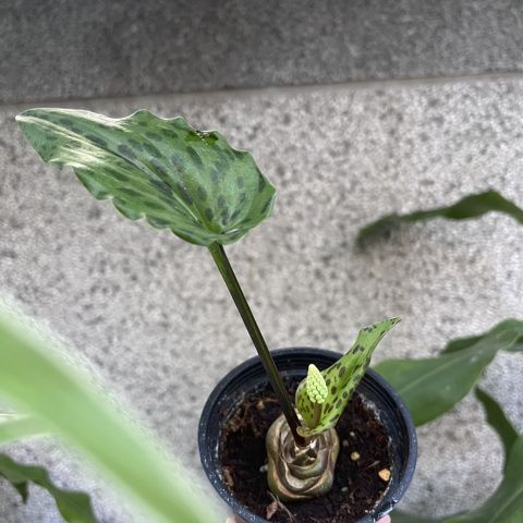 闊葉油點百合