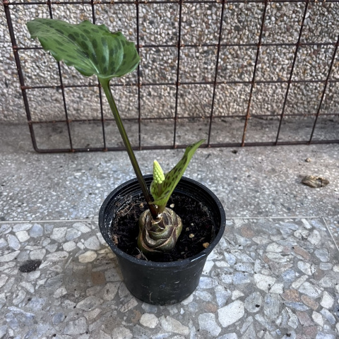 闊葉油點百合