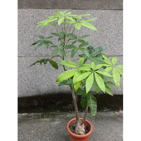 馬拉巴栗（發財樹）