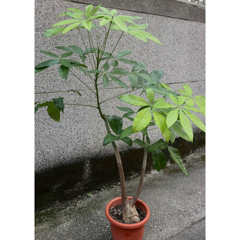 馬拉巴栗（發財樹）