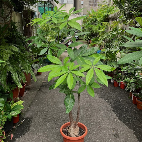 馬拉巴栗（發財樹）
