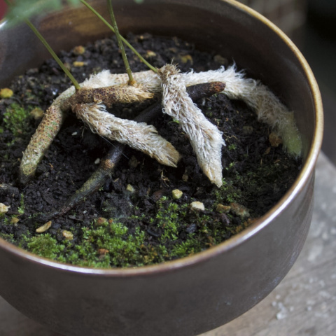 兔腳蕨 蕨類植物