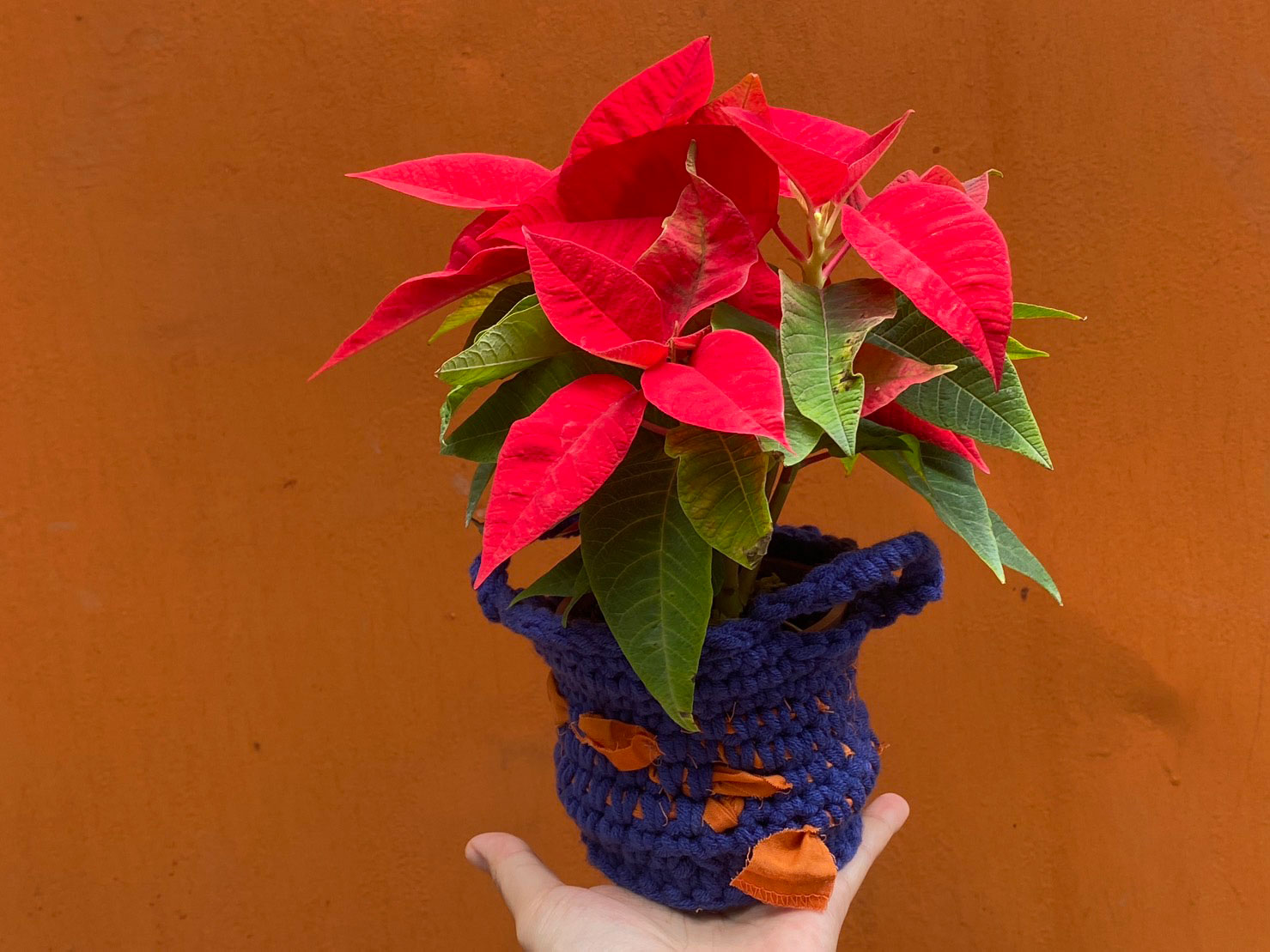 【冬季鉤針編織】為盆栽鉤織一件新衣