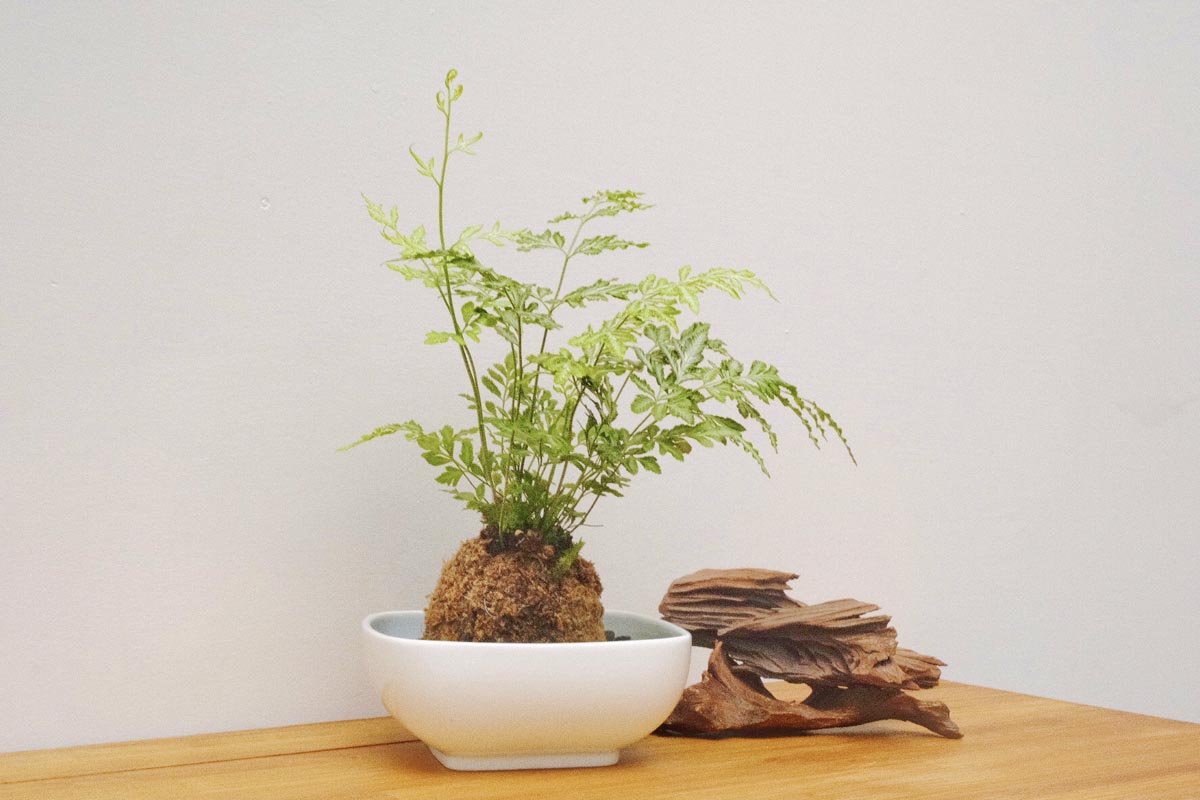 《綠意新生活》朱志偉 - 苔球佈置手作課