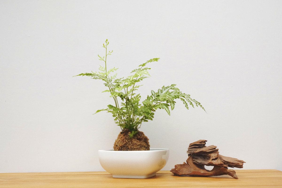 muji courses bruce 2