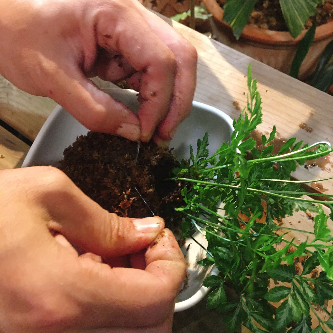 《綠意新生活》朱志偉 - 苔球佈置手作課