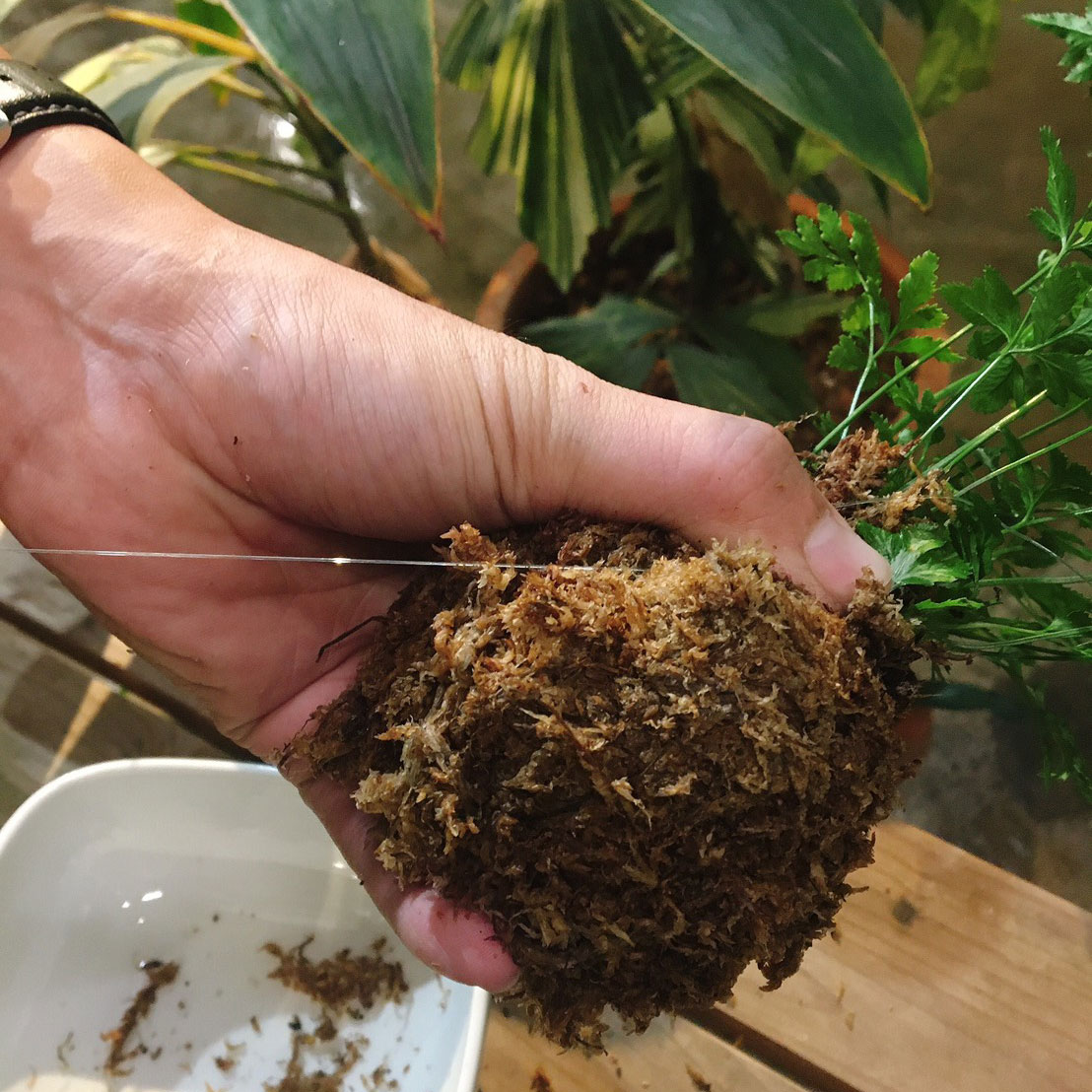 《綠意新生活》朱志偉 - 苔球佈置手作課