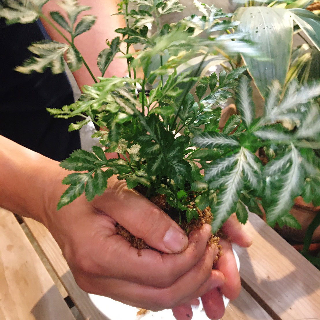 《綠意新生活》朱志偉 - 苔球佈置手作課