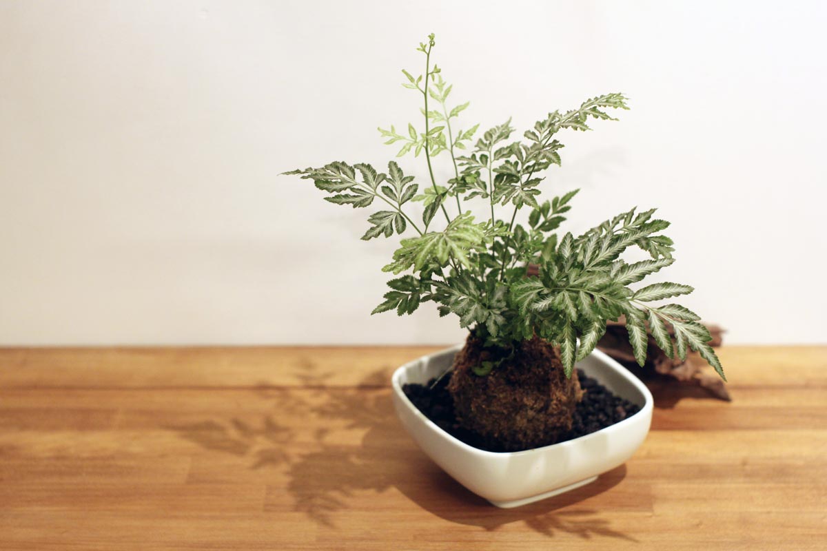 《綠意新生活》朱志偉 - 苔球佈置手作課