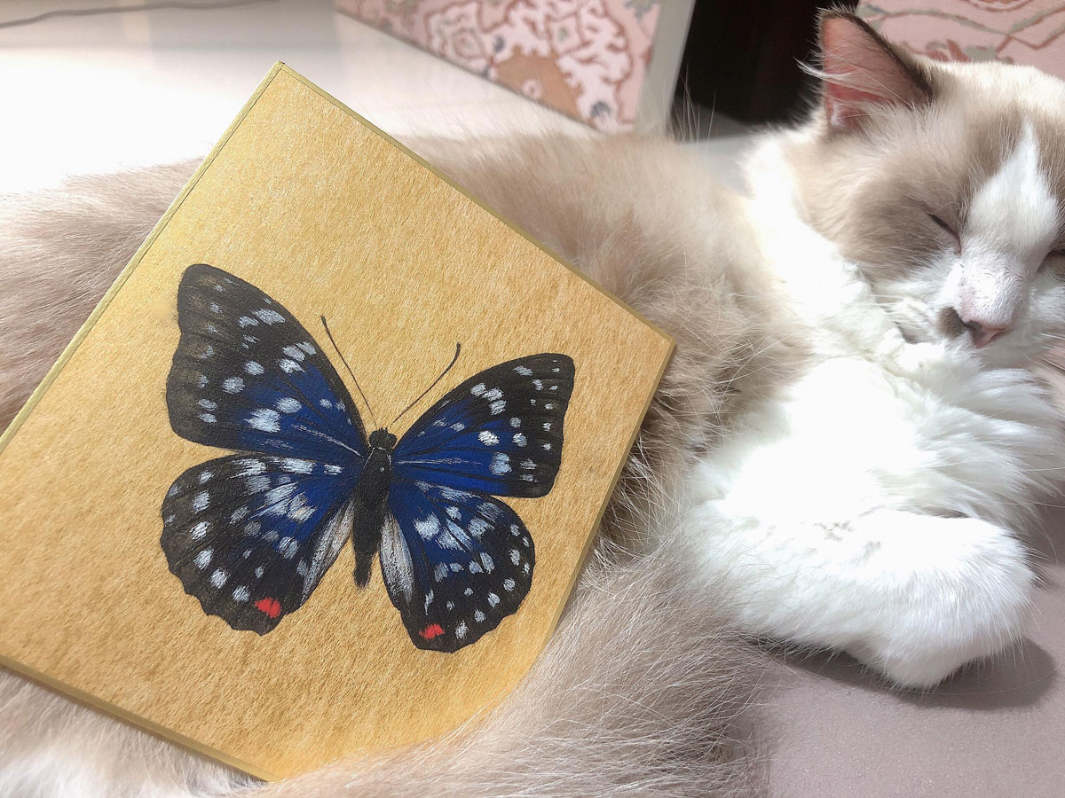 膠彩體驗課程-陳珮怡。岩彩畫大紫峽蝶