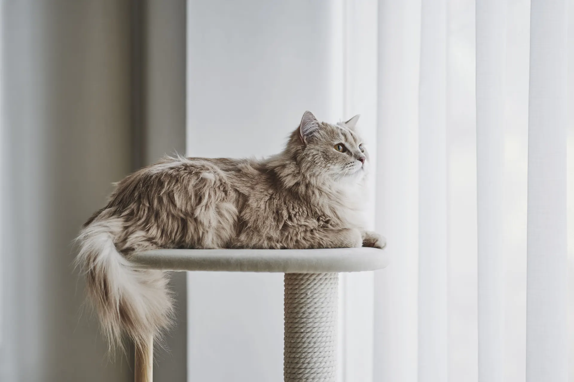 KARIMOKU CAT TREE ，高度124公分，與貓咪最佳互動高度