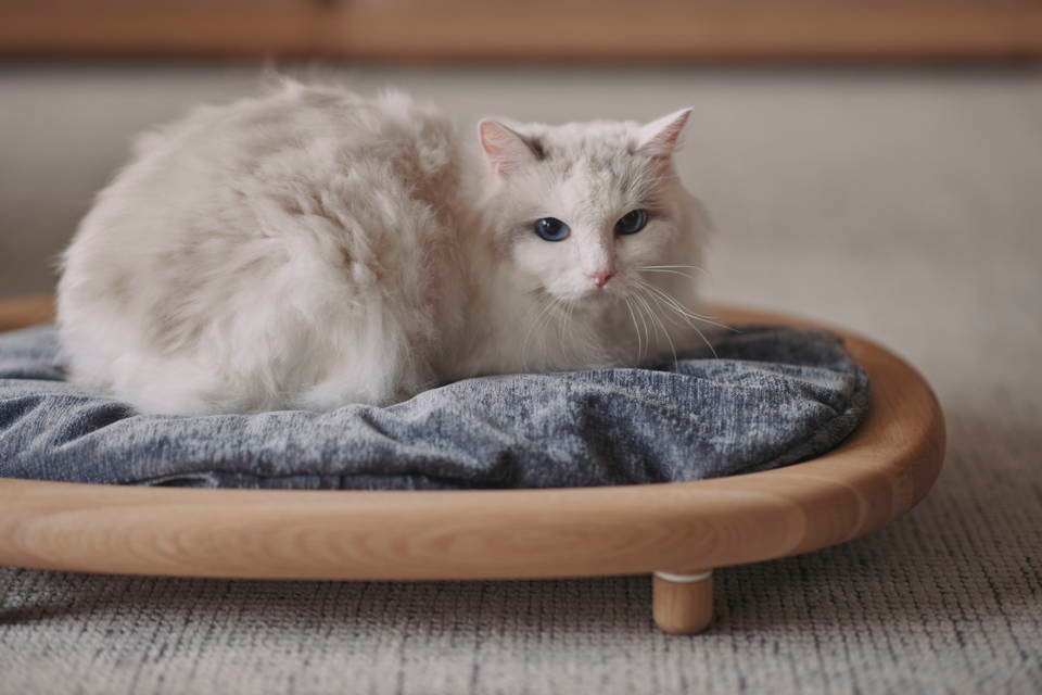 Karimoku CAT 貓床