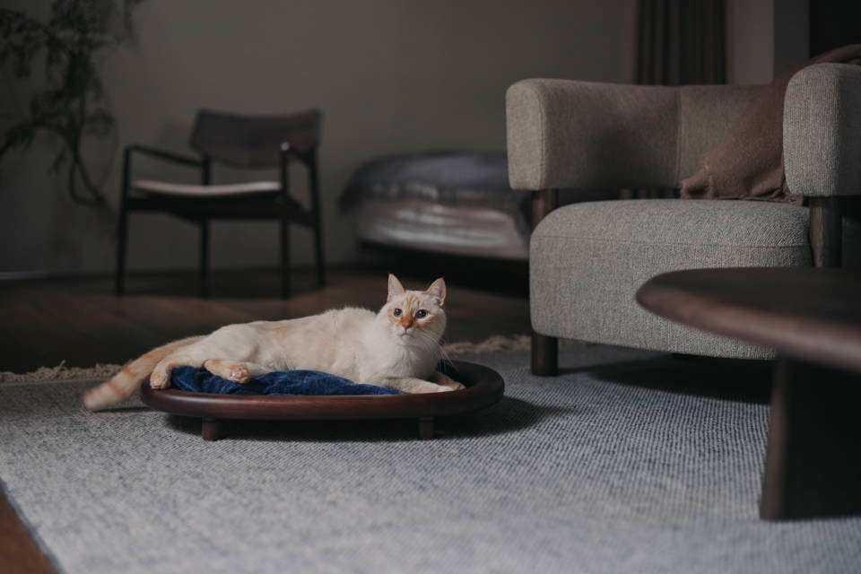 Karimoku CAT Bed 兼顧貓咪視角