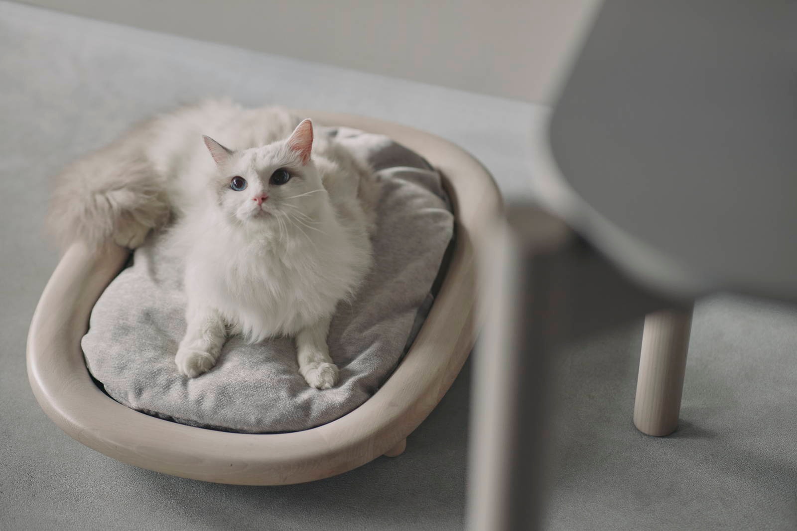 KARIMOKU CAT BED 貓床