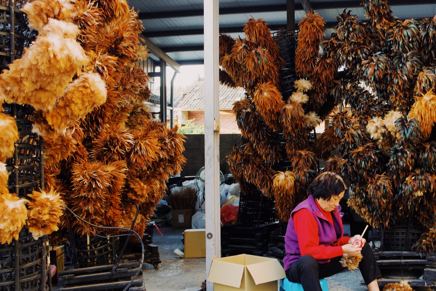 陳忠露雞毛撢子
