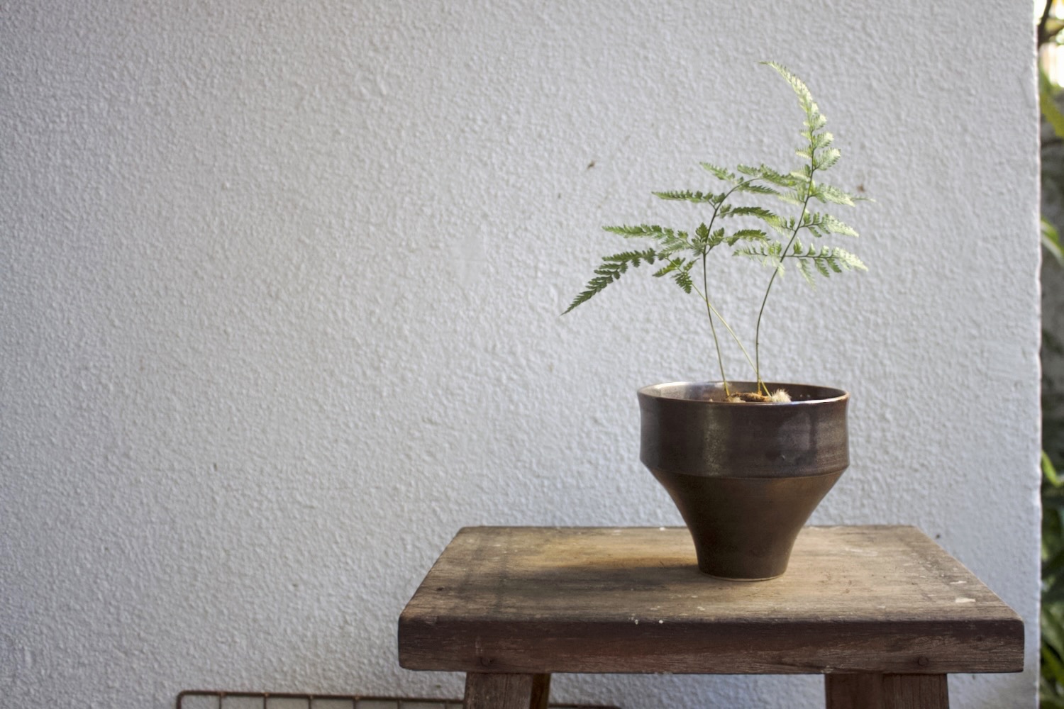 兔腳蕨 日式陶碗