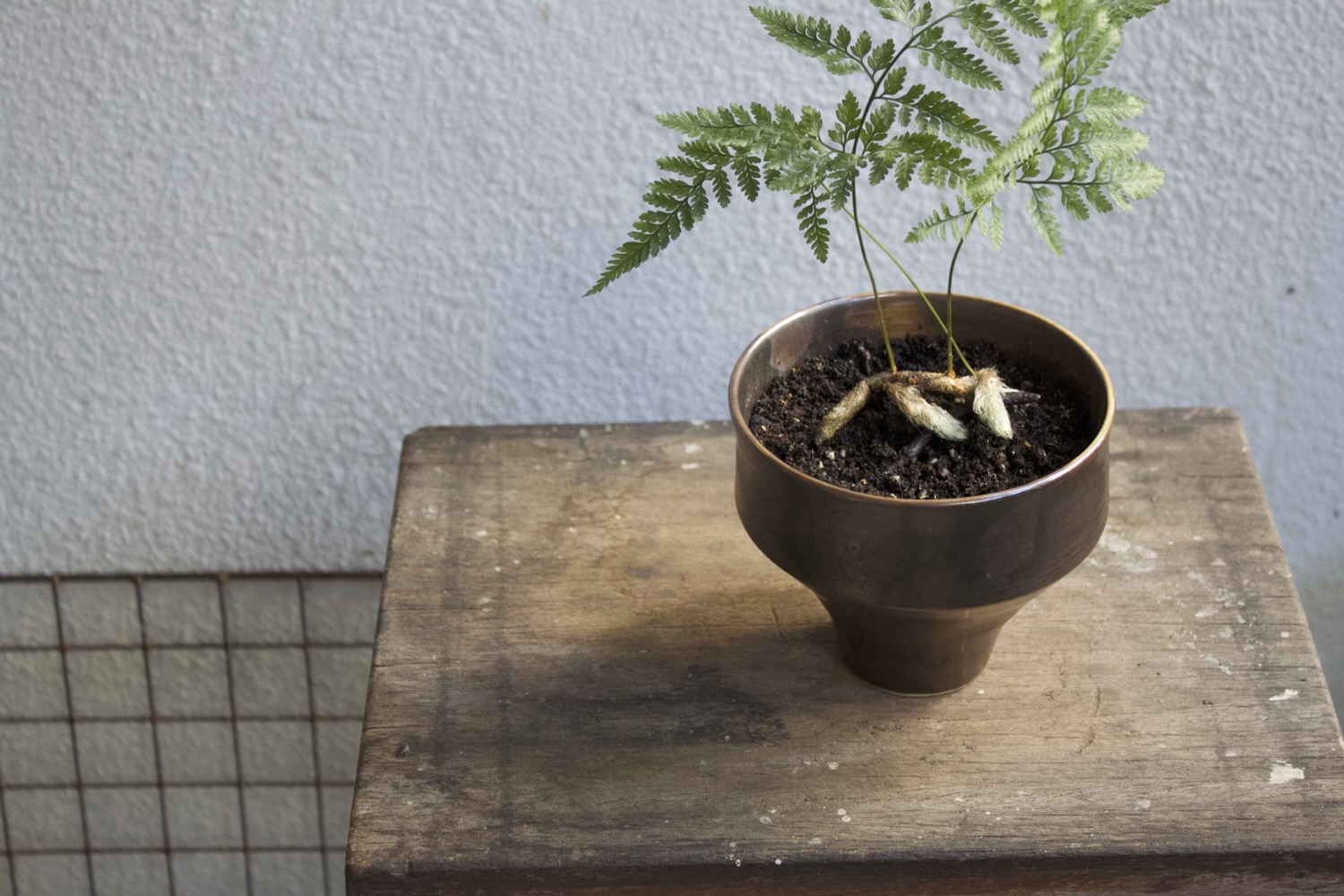 兔腳蕨 日式陶碗