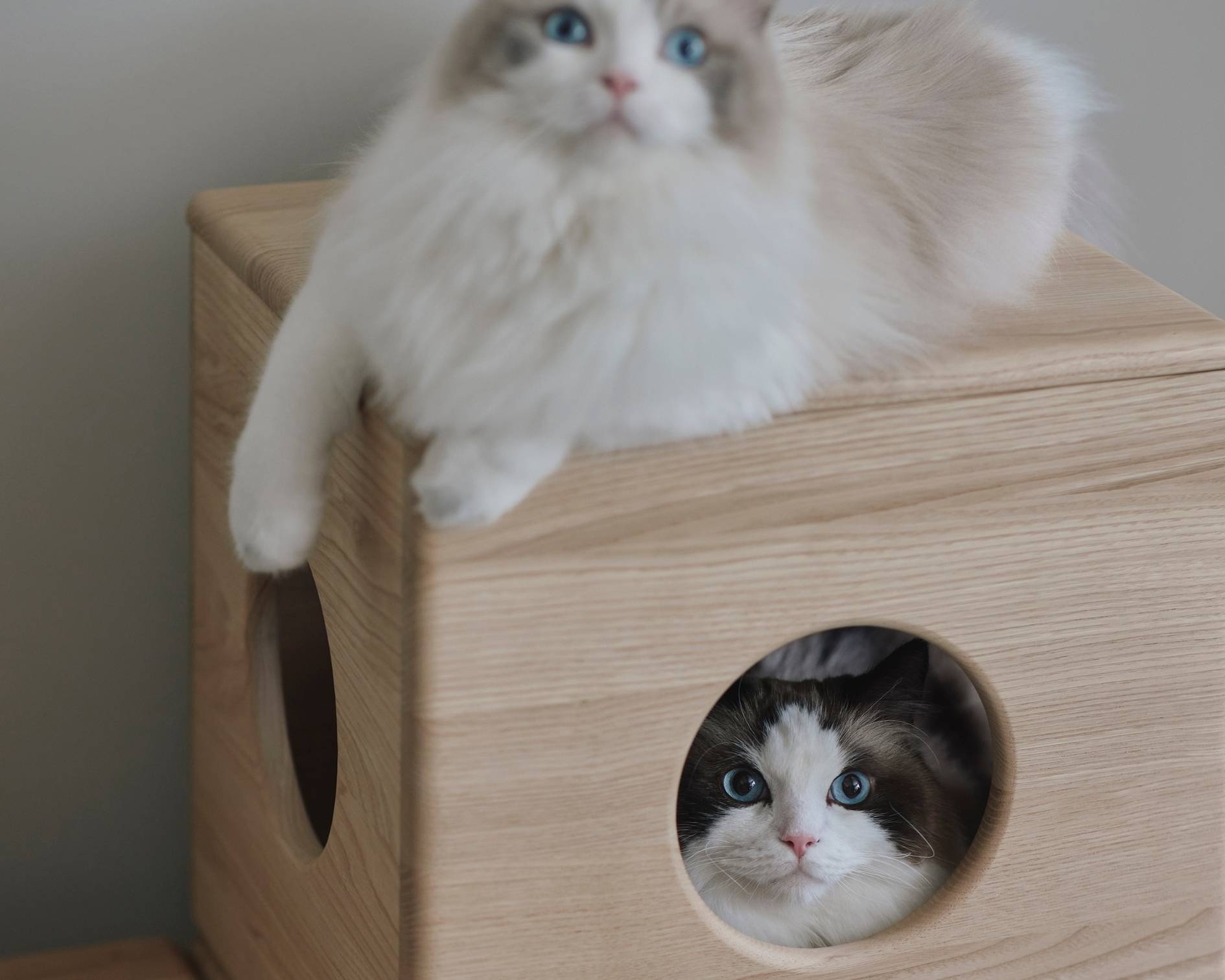 KARIMOKU CAT NEST 貓屋