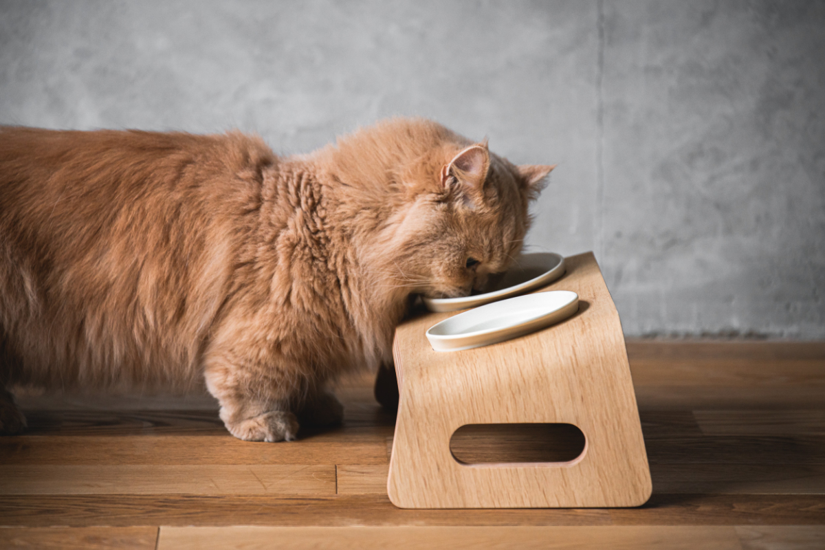 karimoku cat tabel 貓餐桌 碗架