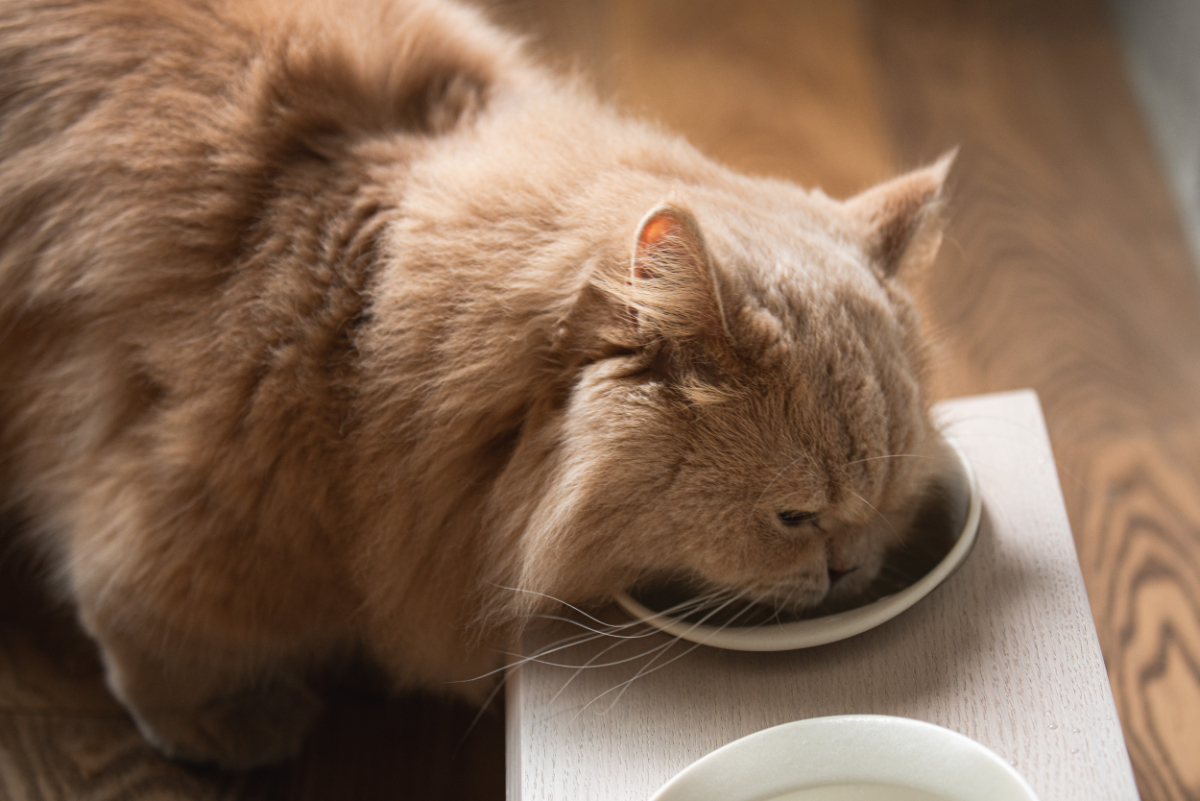 karimoku cat tabel 貓碗架